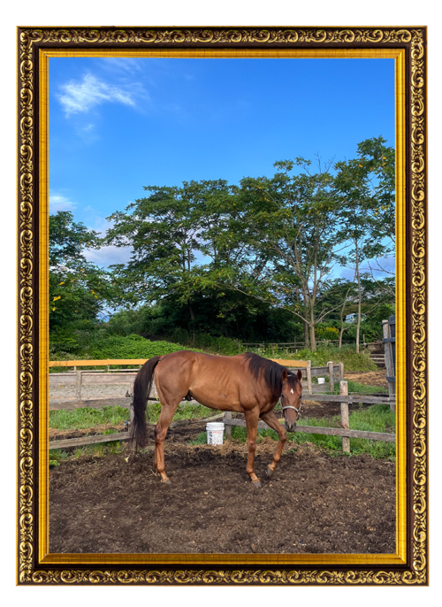 22京都金杯を制したトーセンラーの代表産駒は、クール×アザトイ、ツンデレイケメンに!?|ザダルの画像7