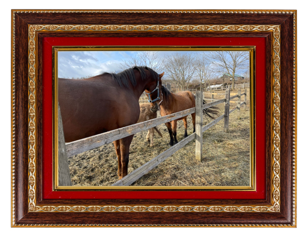 22京都金杯を制したトーセンラーの代表産駒は、クール×アザトイ、ツンデレイケメンに!?|ザダルの画像9