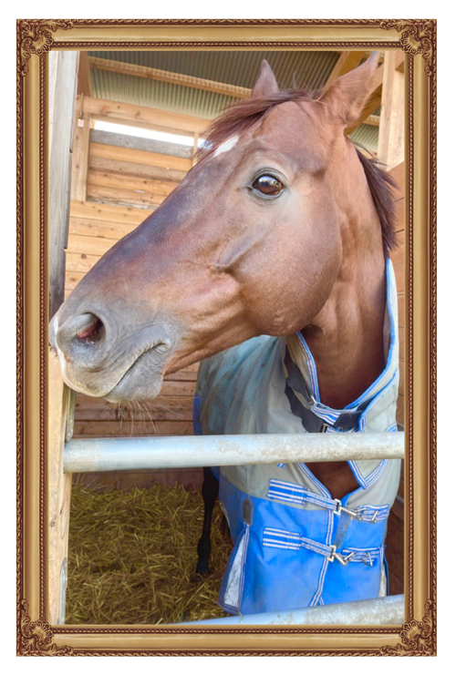 22京都金杯を制したトーセンラーの代表産駒は、クール×アザトイ、ツンデレイケメンに!?|ザダルの画像10