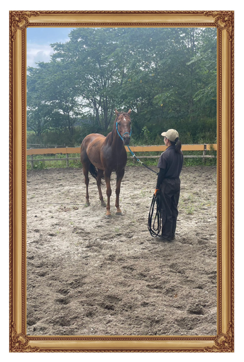 22京都金杯を制したトーセンラーの代表産駒は、クール×アザトイ、ツンデレイケメンに!?|ザダルの画像11