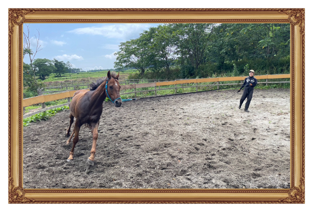 22京都金杯を制したトーセンラーの代表産駒は、クール×アザトイ、ツンデレイケメンに!?|ザダルの画像12