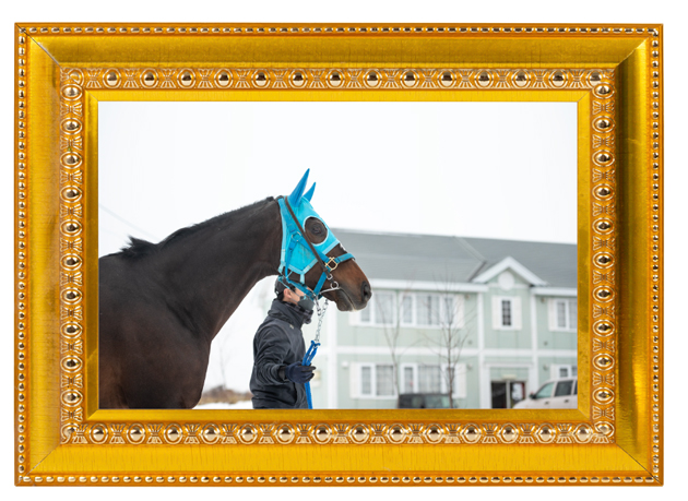 障害G1で9勝を挙げた絶対王者の、メンコの下の素顔に迫る！｜オジュウチョウサンの画像6