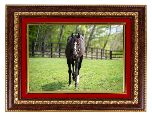 障害G1で9勝を挙げた絶対王者の、メンコの下の素顔に迫る！｜オジュウチョウサンの画像7