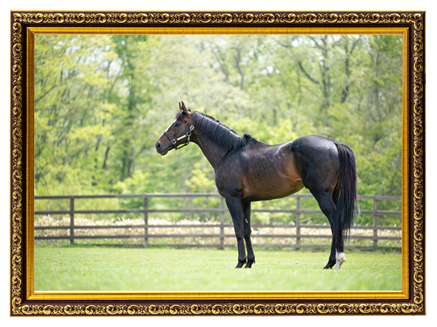 障害G1で9勝を挙げた絶対王者の、メンコの下の素顔に迫る！｜オジュウチョウサンの画像8