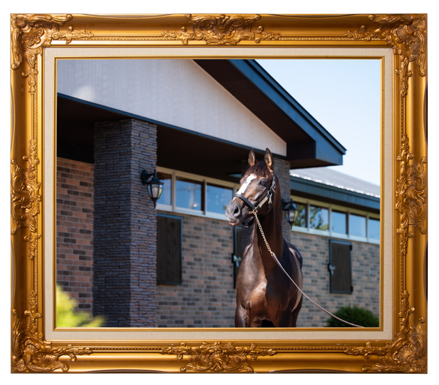 障害G1で9勝を挙げた絶対王者の、メンコの下の素顔に迫る！｜オジュウチョウサンの画像9