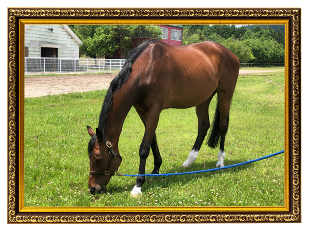 10ニュージーランドTを制したマイラーは、砂遊びが大好きな愛されキャラに！｜サンライズプリンスの画像6