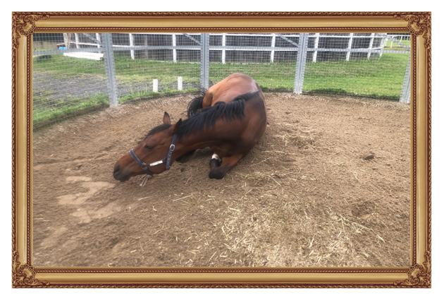 10ニュージーランドTを制したマイラーは、砂遊びが大好きな愛されキャラに！｜サンライズプリンスの画像8