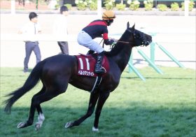 JRA毎日王冠（G2）「ノド不安？」ペルシアンナイトが冴えない理由……大の苦手・東京コースだし……