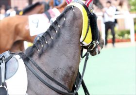 JRAの重要事！ 夏の風物詩セレクトセールとサマーセール。生産界の代理戦争と取引馬の成績