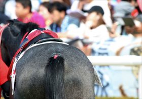 JRA 武豊との対決制し「最強の未勝利馬」爆誕!? 「今年0勝」崖っぷち騎手が再び掴んだ光明！　新種牡馬キタサンブラック産駒がセレクトセールで大苦戦……【週末GJ人気記事総まとめ】