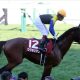 JRAジャパンC(G1)シュヴァルグラン「衰えナシ」スミヨンと得意舞台で躍動しそうな理由
