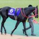 JRAジャパンC(G1)にR.ムーア騎手・C.デムーロ騎手参戦! 新型コロナ感染縮小で外国馬・騎手が続々参戦決定! 16年ぶりの優勝なるか