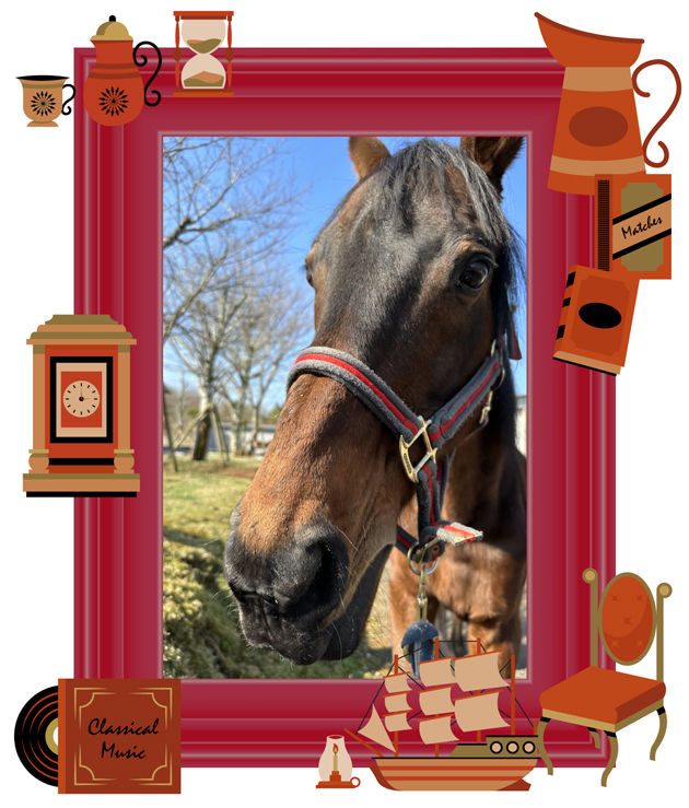 15読売マイラーズCを制したマイラーは、青草を口いっぱいに頬張る食いしん坊に!|レッドアリオンの画像3