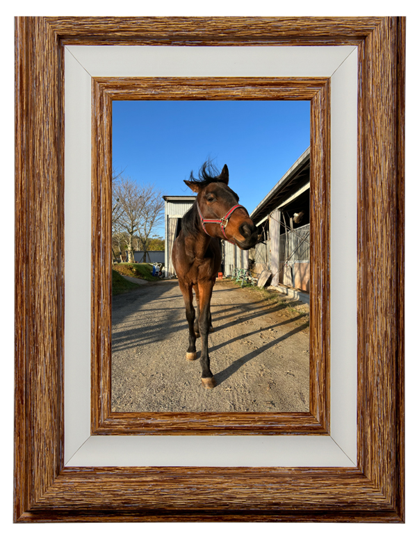 15読売マイラーズCを制したマイラーは、青草を口いっぱいに頬張る食いしん坊に!|レッドアリオンの画像8