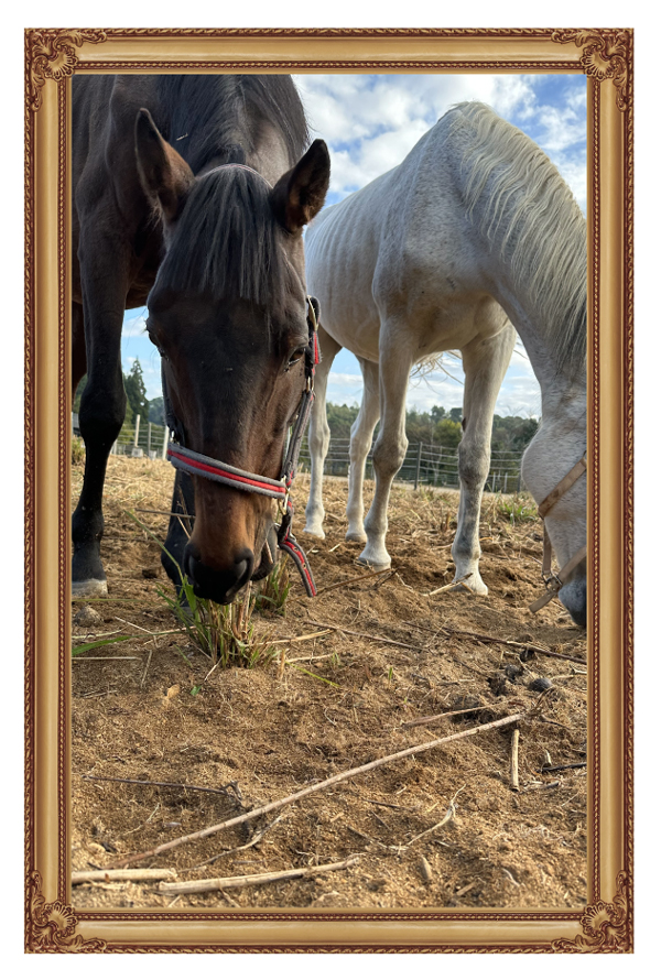 15読売マイラーズCを制したマイラーは、青草を口いっぱいに頬張る食いしん坊に!|レッドアリオンの画像9