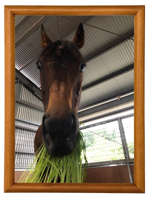 15読売マイラーズCを制したマイラーは、青草を口いっぱいに頬張る食いしん坊に!|レッドアリオンの画像13