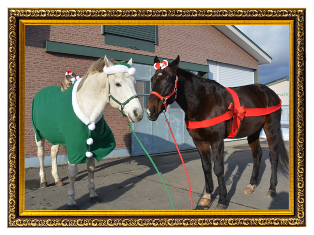 07 東海Sを制したダート重賞の常連は、21歳でも精神年齢はまだまだ若者!?|メイショウトウコンの画像9