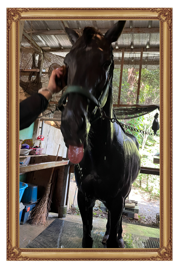 15 チャレンジCを制した「おがわじゅり」さんのイラストでお馴染の人気者は、人懐っこさ全開の、かまってちゃんに!|フルーキーの画像7