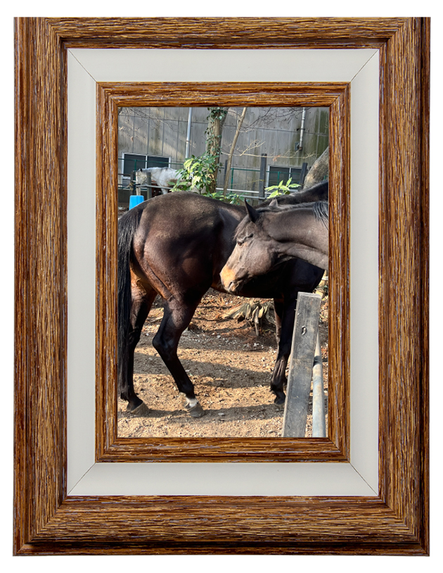 15 チャレンジCを制した「おがわじゅり」さんのイラストでお馴染の人気者は、人懐っこさ全開の、かまってちゃんに!|フルーキーの画像10