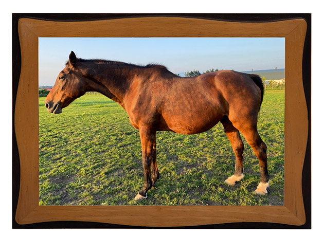 9899 エリザベス女王杯を連覇した「メジロ」の血を継ぐ歴史的名牝は、リードホースとして仔馬を導く、頼れるお姉さんに！｜メジロドーベルの画像6