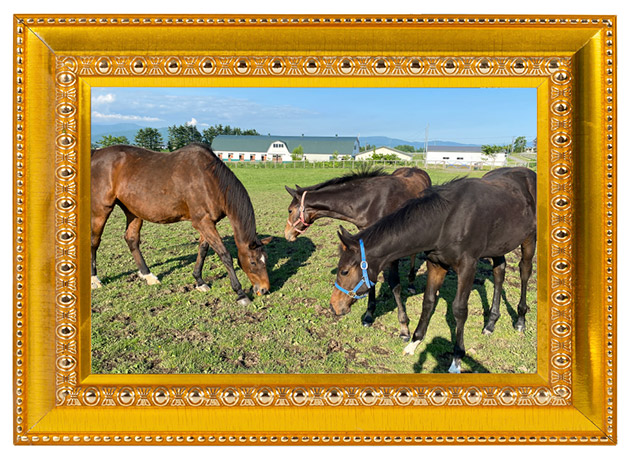 9899 エリザベス女王杯を連覇した「メジロ」の血を継ぐ歴史的名牝は、リードホースとして仔馬を導く、頼れるお姉さんに！｜メジロドーベルの画像7