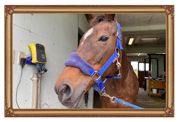 9899 エリザベス女王杯を連覇した「メジロ」の血を継ぐ歴史的名牝は、リードホースとして仔馬を導く、頼れるお姉さんに！｜メジロドーベルの画像8