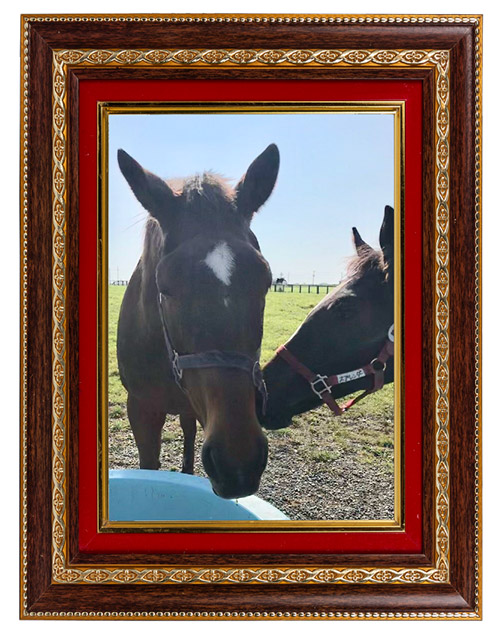 9899 エリザベス女王杯を連覇した「メジロ」の血を継ぐ歴史的名牝は、リードホースとして仔馬を導く、頼れるお姉さんに！｜メジロドーベルの画像9