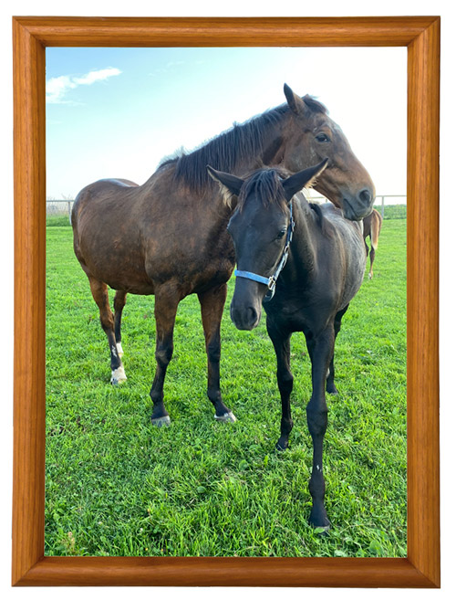 9899 エリザベス女王杯を連覇した「メジロ」の血を継ぐ歴史的名牝は、リードホースとして仔馬を導く、頼れるお姉さんに！｜メジロドーベルの画像10