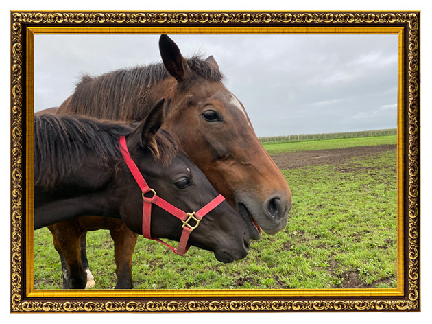 9899 エリザベス女王杯を連覇した「メジロ」の血を継ぐ歴史的名牝は、リードホースとして仔馬を導く、頼れるお姉さんに！｜メジロドーベルの画像11