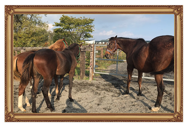 9899 エリザベス女王杯を連覇した「メジロ」の血を継ぐ歴史的名牝は、リードホースとして仔馬を導く、頼れるお姉さんに！｜メジロドーベルの画像12