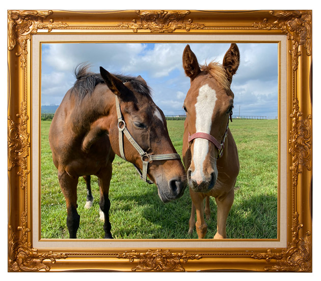 9899 エリザベス女王杯を連覇した「メジロ」の血を継ぐ歴史的名牝は、リードホースとして仔馬を導く、頼れるお姉さんに！｜メジロドーベルの画像13