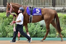 モズアスコットを復活へと導いた「矢作マジック」再び!? 名トレーナーの決断は吉か凶か