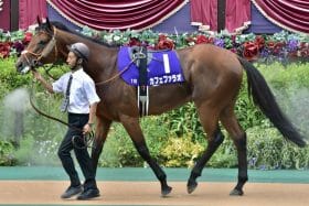 JRA史上初フェブラリーS「海外の大物」参戦！ 米BCマイル2着馬「ガチ遠征」でカフェファラオ3連覇に黄色信号か
