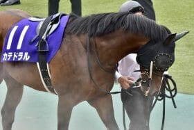 「距離延長」にこそ勝算あり？「夏男」カテドラルの進化