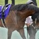 【小倉記念(G3)予想】良血ジェラルディーナと3歳馬ピースオブエイトは切り!持ち時計のある小倉巧者に注目!