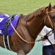 毎日王冠(G2)は1点勝負でOK!? 川田将雅→戸崎圭太のダノンザキッドは減点