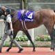 ジャパンC(G1)凱旋門賞馬アルピニスタら大挙登録も「ぬか喜び」が怖い理由