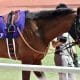 有名解説者のエフフォーリア「牛」発言が話題、有馬記念の復活Vに黄信号!?