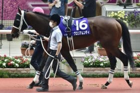 【平安S（G3）展望】前走「9馬身差圧勝」川田将雅×グロリアムンディが登場！武豊×ノットゥルノは「20馬身差惨敗」から巻き返しへ