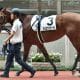 JRA【スプリングS(G2)予想座談会】先週は黒井が完璧的中! C.ルメールのバラエティ番組出演も注目、ストライキは心配でも馬券は別腹で勝負