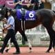 有名解説者のエフフォーリア「牛」発言が話題、有馬記念の復活Vに黄信号!?