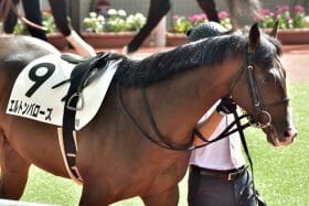 「人気3頭に食い込めるわけがない」名物トラックマンの“酷評”に反発!? エルトンバローズが毎日王冠（G2）で3強撃破！