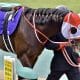 戸崎圭太「ドライスタウト快勝」に胸中複雑!? 代打・横山武史と鮮やかな武蔵野S(G3)勝利…思い出されるレモンポップとの惜別