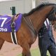テンハッピーローズと同じ14番人気、単勝万馬券で「4馬身差」の圧勝劇! 今春開業の「新進気鋭調教師」とG1トレーナーをつなぐ不思議な縁
