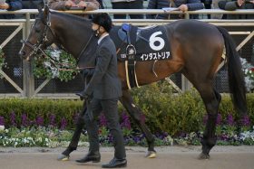 【京成杯オータムH（G3）展望】インダストリアVSソウルラッシュ「中山コース巧者」が初顔合わせ！3頭がサマーマイルシリーズ逆転V狙う