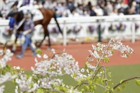 関東のベテランに「電撃引退」の噂が急浮上？　【桜花賞】武豊スウィープフィート4着善戦も!?　 「ゲートに尻尾が挟まった？」2番人気が「大出遅れ」で…【週末GJ人気記事ぶった斬り！】