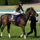 川田将雅に付きまとうオークスの呪縛。ハープスターの敗戦から9年、大本命リバティアイランドと挑む二冠