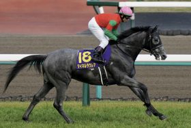 菊花賞（G1）ダークホースが「緊急」参戦!? 昨年は武豊×ヤマニンゼストで沸いた追加登録馬…サトノグランツと互角の切れ者とは