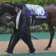 【チェアマンズスプリントプライズ(G1)展望】高松宮記念覇者マッドクールVS距離短縮で復活カリフォルニアスパングル!プール調教主体の「異端児」も一発狙う