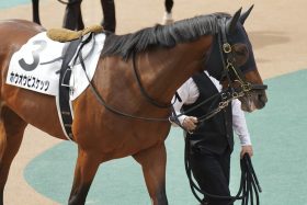 【中日新聞杯（G3）展望】「日本ダービー6着」ホウオウビスケッツが始動！ パンサラッサの盟友ユニコーンライオンがラストラン